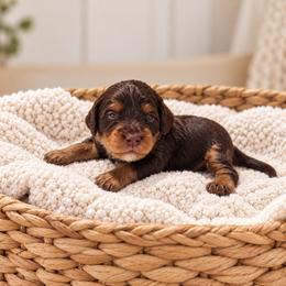 Hershey - Brown male Cavapoo puppy in Floyd, Virginia from Hearts and Paws Poodles and Doodles