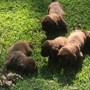 Sussex Spaniel Puppies from Primetime Sussex Spaniels