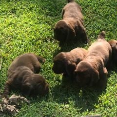 Sussex Spaniel Puppies from Primetime Sussex Spaniels