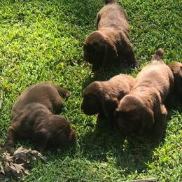 Sussex Spaniel Puppies from Primetime Sussex Spaniels