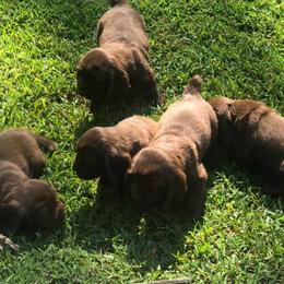 Sussex Spaniel Puppies from Primetime Sussex Spaniels