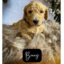 Benny - Cream male Poodle puppy in Detroit Lakes, Minnesota from Pickerel Pups