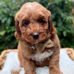 Blue - Red male Australian Labradoodle puppy in Auburn, Washington from West Valley Labradoodles
