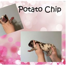 Great Dane Puppies from Alchemy Danes