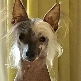 Chinese Cresteds from Punk Rockin’ Ponies