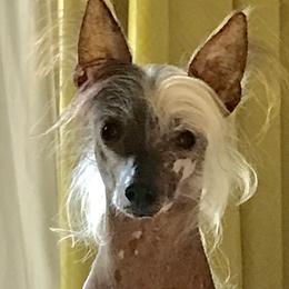 Chinese Cresteds from Punk Rockin’ Ponies