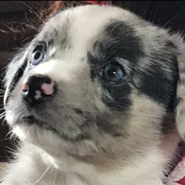 Cardigan Welsh Corgi Puppies from Heart & Soul Corgis