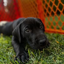 Great Dane Puppies from Denver Danes