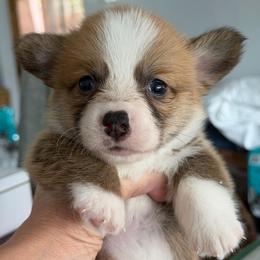 Isandro Algiz Gebo - Fawn male Pembroke Welsh Corgi puppy in Hallandalle, Florida from Algiz Gebo