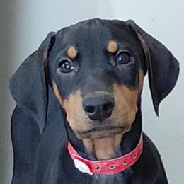 Champagne Toast - Black and rust female Doberman Pinscher puppy in Valley View, Texas from Daystar Dobermans