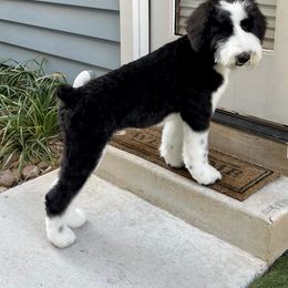 Assorted Doodle Crosses and Sheepadoodle Puppies from Sweet Creek Pups