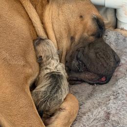 Girl 6 - Fawn female Cane Corso puppy in Briggs, Texas from Capital City Corso’s