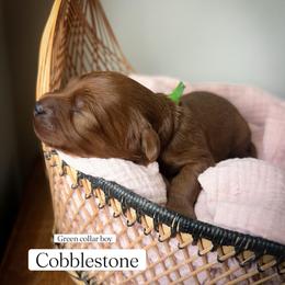 Cobblestone - Red male Cavapoo puppy in Easley, South Carolina from Cutiepie Cavapoos