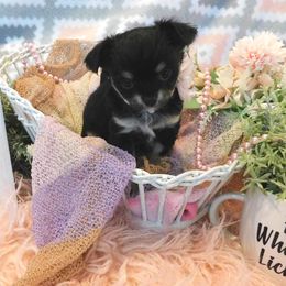 Chihuahua Puppies from Fine Whines & Lickers
