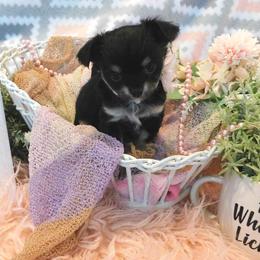 Chihuahua Puppies from Fine Whines & Lickers