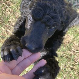 Poodle Puppies from Parapoodles