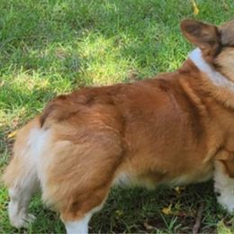 Cooper - Pembroke Welsh Corgi