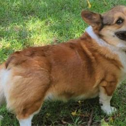 Cooper - Pembroke Welsh Corgi