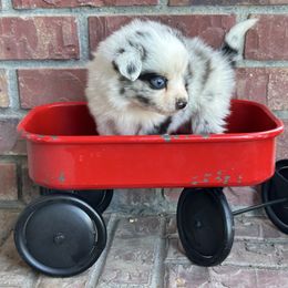 BMM - Blue merle male Toy Australian Shepherd puppy in Lexington, Nebraska from Osborne's Aussies