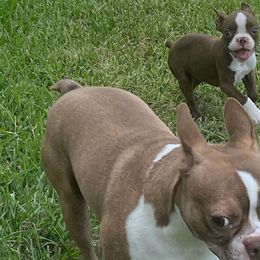 Boston Terriers from Porter Boston Pups