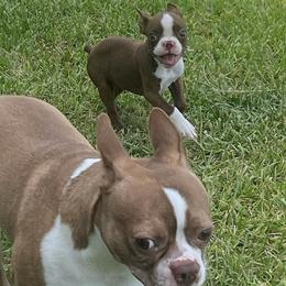 Boston Terriers from Porter Boston Pups