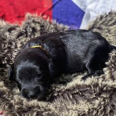 Poodle and Whoodle Puppies from Kalin’s K9s