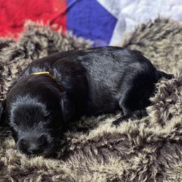Poodle and Whoodle Puppies from Kalin’s K9s