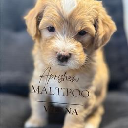 Vienna - Apricot male Maltipoo puppy in Weatherford, Texas from Aprishew Maltipoo