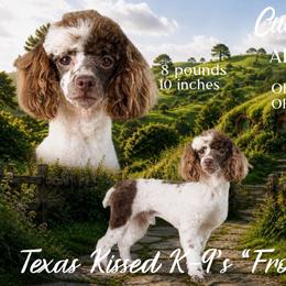 Frodo - Poodle