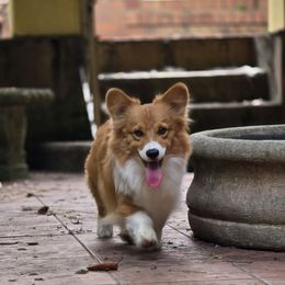 Ziggy - Pembroke Welsh Corgi