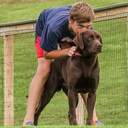 Dilute Retrievers and Labrador Retrievers from Best Kept Labs, Air Dogs & Training, LLC