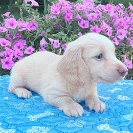 Flora - Cream female Dachshund puppy in Cherry Tree, Oklahoma from Peavine Creek Dachshunds