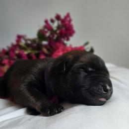 Belgian Malinois Puppies from Rose Kennels