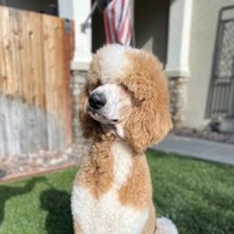 Tex - Poodle