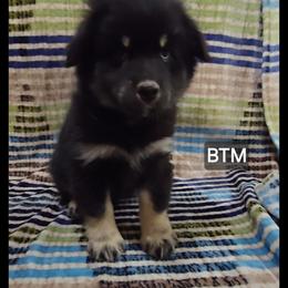 Onyx - Black tri male Miniature Australian Shepherd puppy in Bend, Oregon from Badlands Toy and Mini Aussies