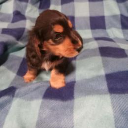 Beans - Black and tan male Dachshund puppy in Bigfork, Minnesota from Long Ears and Long Dogs Ranch