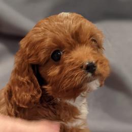 Rosie - Red female Cavapoo puppy in Caldwell, Idaho from Terrace Cav's