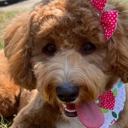 Cavapoos and Goldendoodles from Mercy Doodles