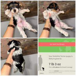 Sir Galahad - Parti male Yorkshire Terrier puppy in Cleveland, Tennessee from Moody’s Morkies and More