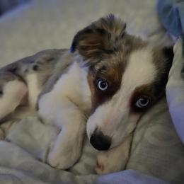 Toy Australian Shepherd All Grown Up from Alexandra Meadors