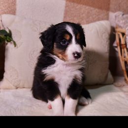 Miniature Australian Shepherds from West coast mini aussies