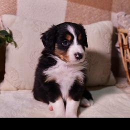 Miniature Australian Shepherds from West coast mini aussies