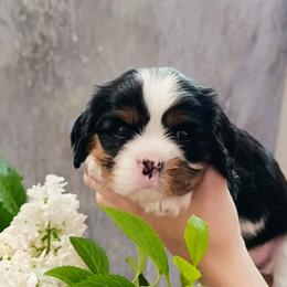 Cavalier King Charles Spaniel Puppies from London Fog Cavaliers