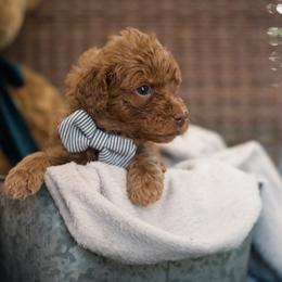 "White Boy Canyon" Australian Labradoodle Puppies from Forever Friends Labradoodles