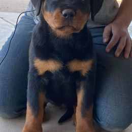 Rottweiler Puppies from Gottlïchen Rottweilers