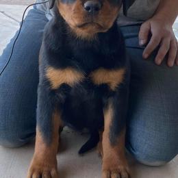 Rottweiler Puppies from Gottlïchen Rottweilers