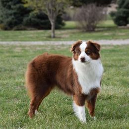 Katie - Australian Shepherd