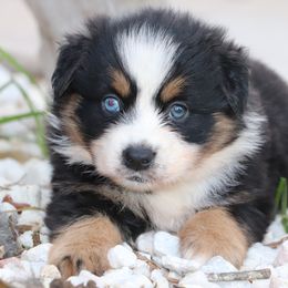Sissy - Black tri female Miniature Australian Shepherd puppy in Goliad, Texas from Sassy Lil Aussies and Diamond W Poodles