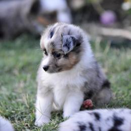 Liberty - Blue merle female Toy Australian Shepherd puppy in Wichita Falls, Texas from Shooting Stars Ranch Toy and Mini Aussies