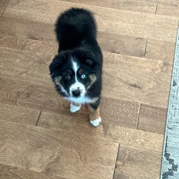 Miniature American Shepherd and Miniature Australian Shepherd Puppies from ATX Mini Aussies